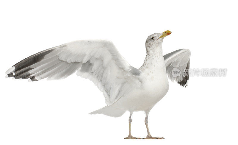 欧洲银鸥，Larus argentatus, 4岁，白色背景下站立